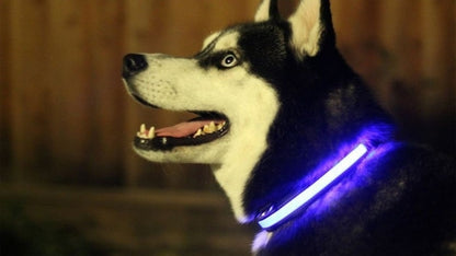 LED Light Up Dog Collar â€” Rechargeable Safety Glow Collar for Dogs