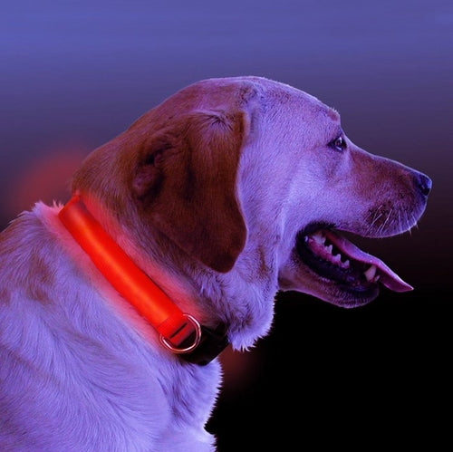 LED Light Up Dog Collar â€” Rechargeable Safety Glow Collar for Dogs